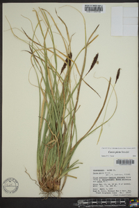 Carex picta image