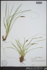 Carex picta image