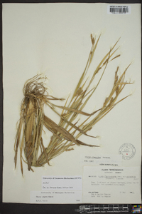 Carex pigra image