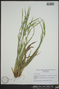 Carex pigra image