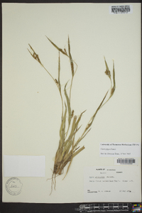 Carex pigra image