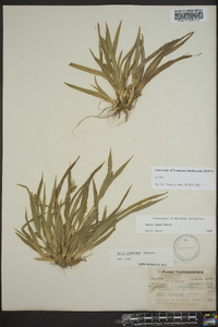 Carex pigra image