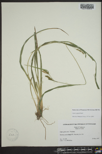 Carex pigra image