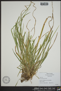 Carex planispicata image