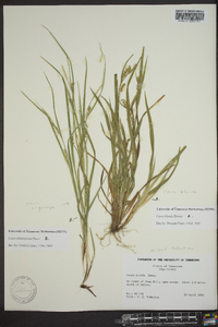 Carex planispicata image