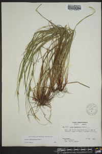 Carex planispicata image