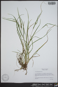 Carex planispicata image