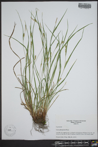 Carex planispicata image