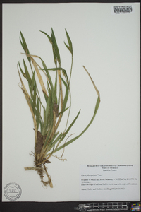 Carex planispicata image