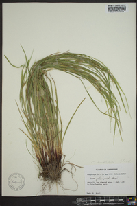 Carex planispicata image