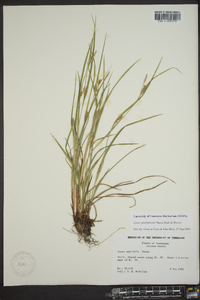 Carex planispicata image