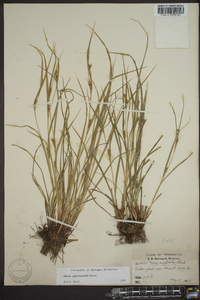 Carex planispicata image