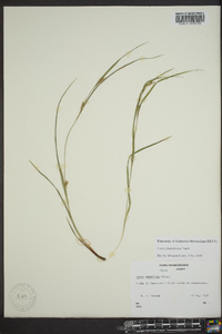 Carex planispicata image