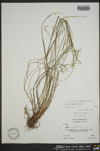 Carex planispicata image