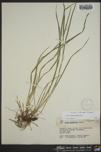 Carex planispicata image