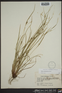 Carex planispicata image