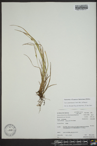 Carex planispicata image