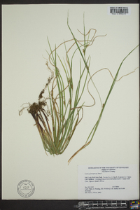 Carex planispicata image