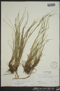 Carex planispicata image