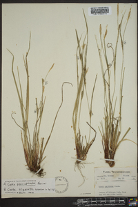 Carex planispicata image