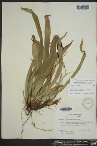 Carex plantaginea image