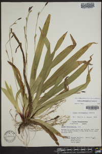 Carex plantaginea image