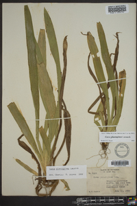 Carex plantaginea image