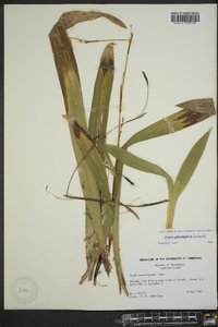 Carex plantaginea image