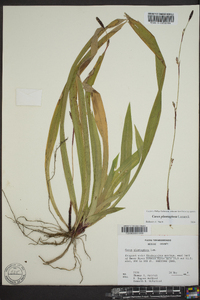 Carex plantaginea image