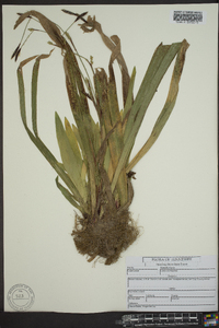 Carex plantaginea image