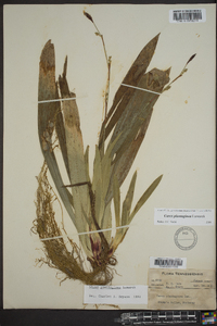 Carex plantaginea image