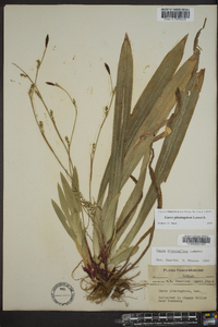 Carex plantaginea image