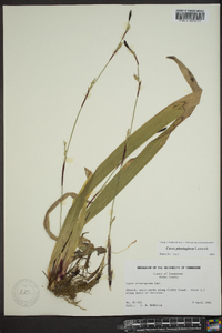 Carex plantaginea image