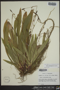 Carex plantaginea image