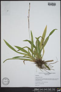 Carex plantaginea image