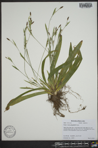 Carex platyphylla image