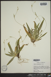 Carex platyphylla image