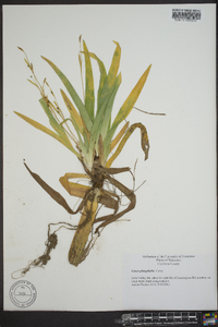 Carex platyphylla image