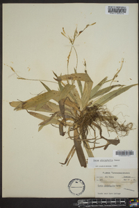 Carex platyphylla image