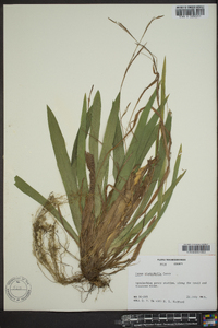 Carex platyphylla image