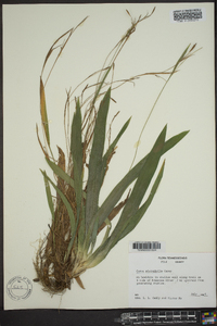 Carex platyphylla image