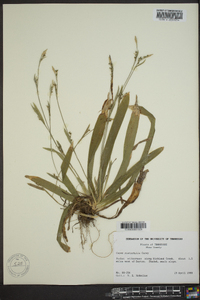 Carex platyphylla image