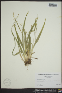 Carex platyphylla image