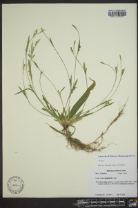 Carex platyphylla image