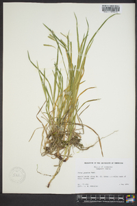 Carex prasina image