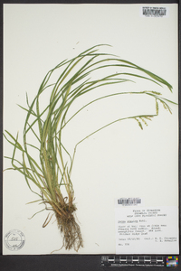 Carex prasina image