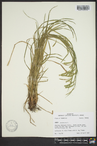 Carex prasina image