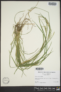 Carex prasina image