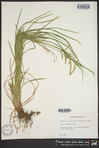 Carex prasina image