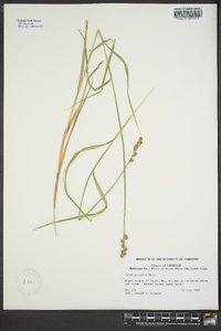 Carex tribuloides var. tribuloides image